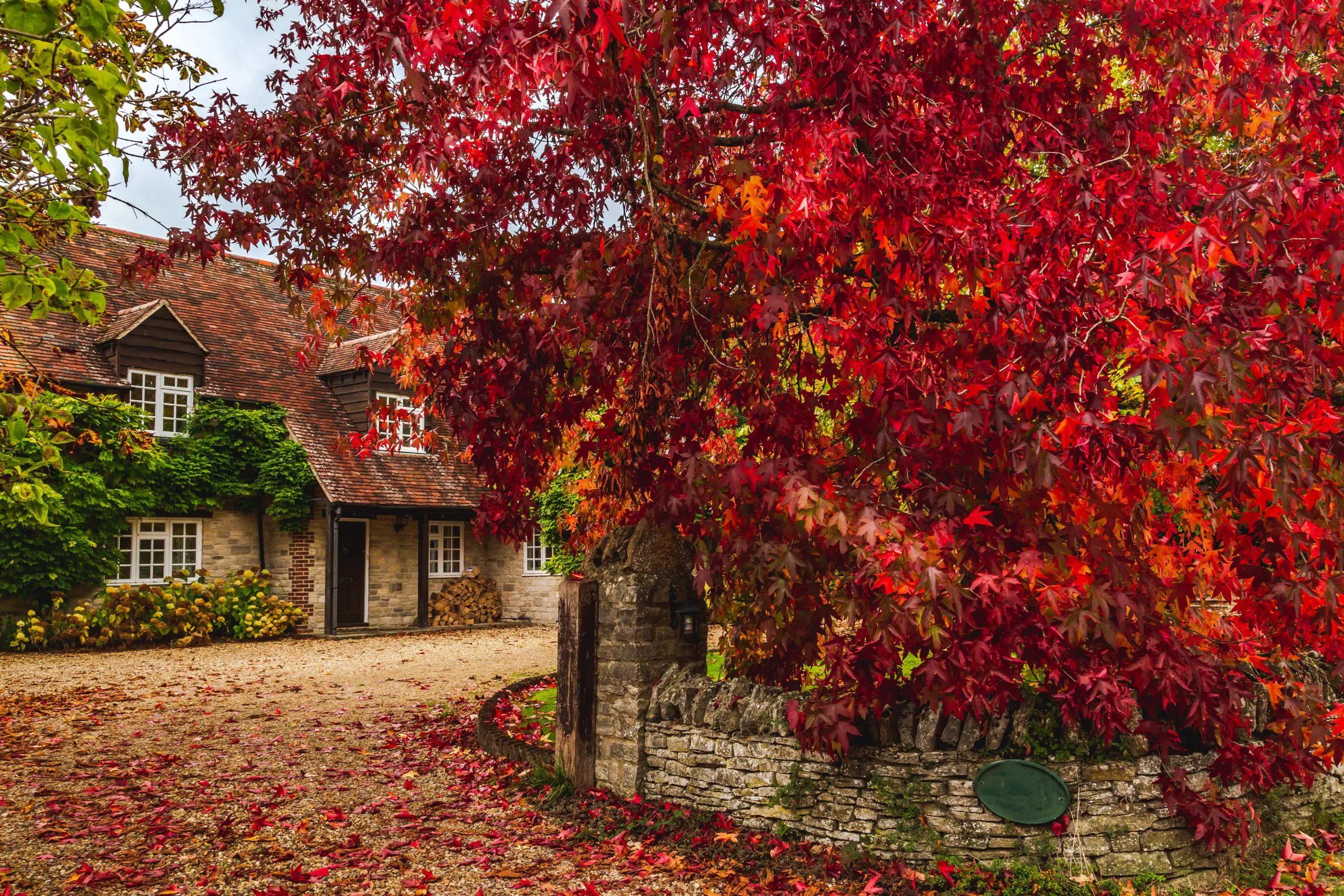 Stone cottage with white-framed windows, surrounded by red and orange autumn leaves and a gravel driveway.