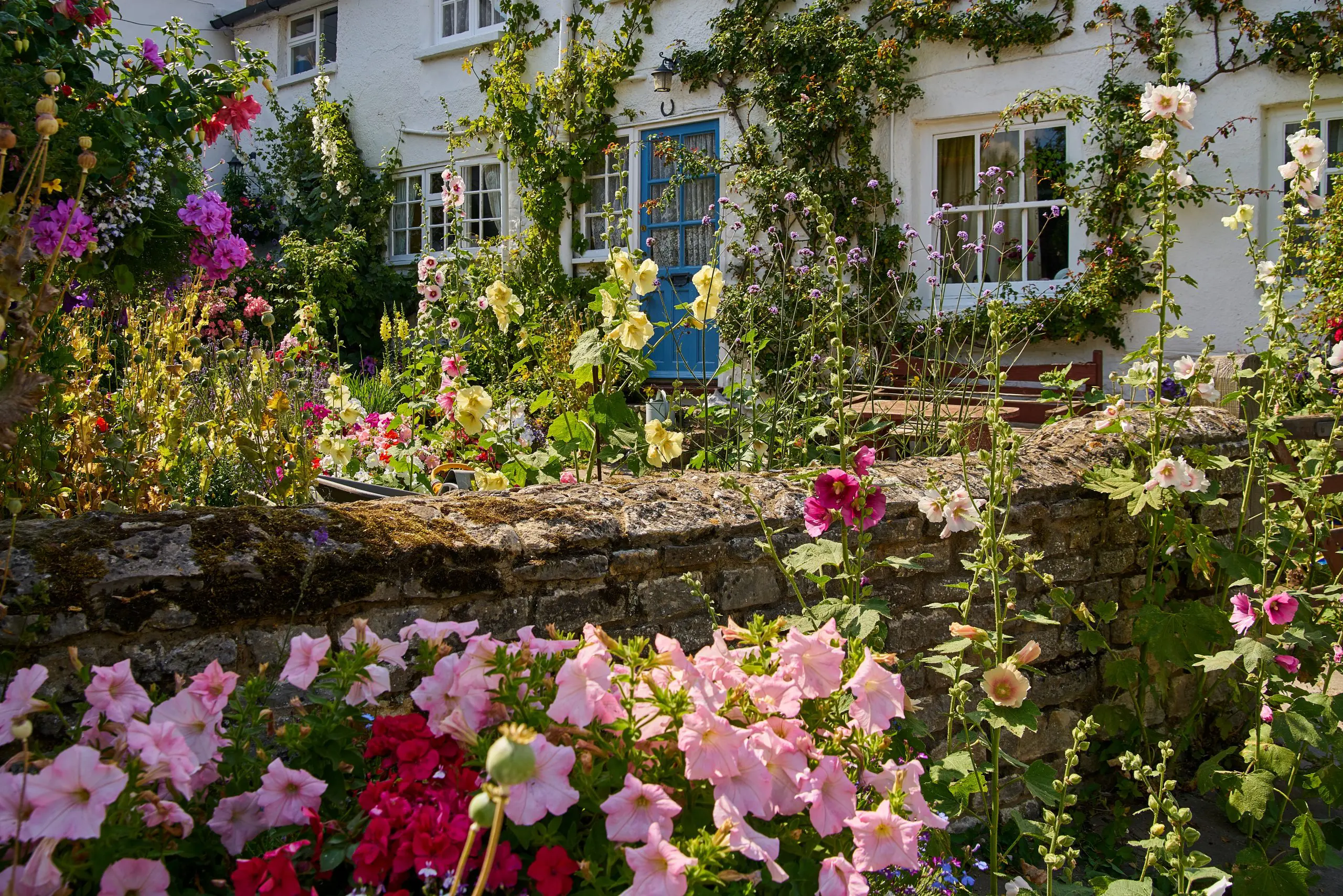 Flowering cottage garden with a stone wall, colourful plants and a white house with climbing vines.
