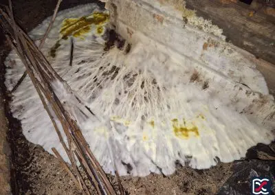 Dry rot mycelium spreading across basement floor of historic building