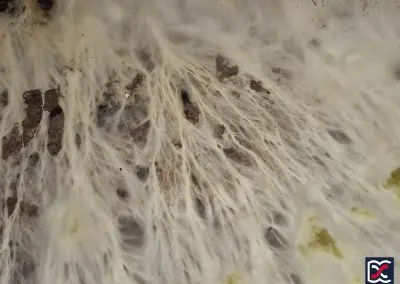 Close-up of dry rot mycelial growth