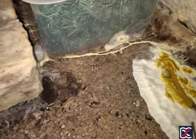 Rhizomorph strand of dry rot fungus extending between timber pallets