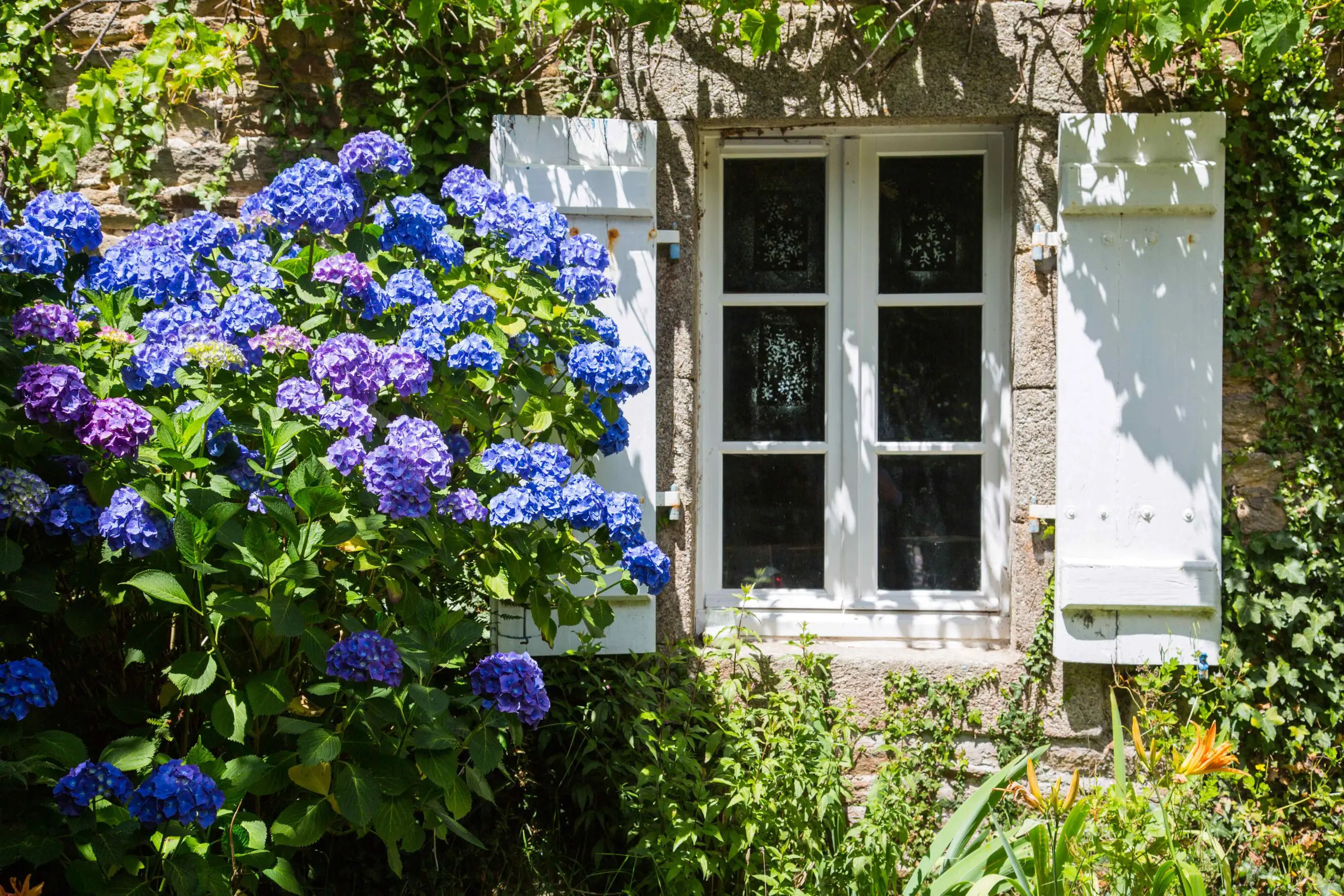 Blue and purple hydrangeas growing beside a cottage window with open shutters.