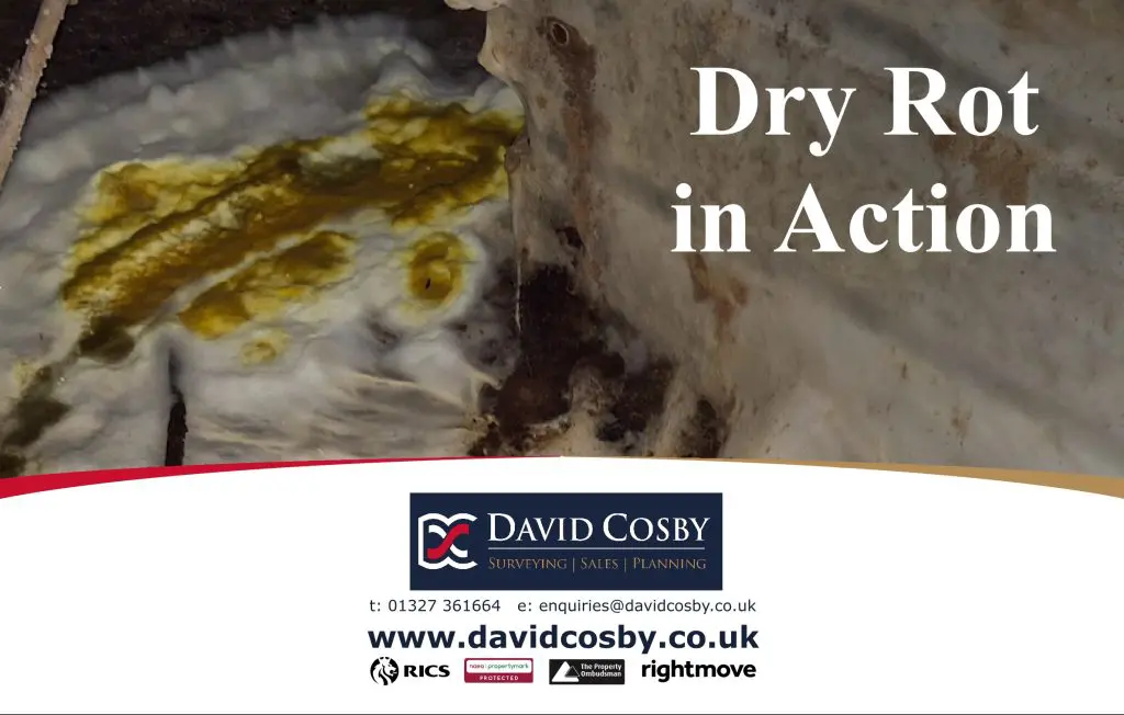 Featured image showing dry rot mycelium with yellow exudate on masonry, used as header for “Dry Rot in Action” survey case study by David Cosby Chartered Surveyors.
