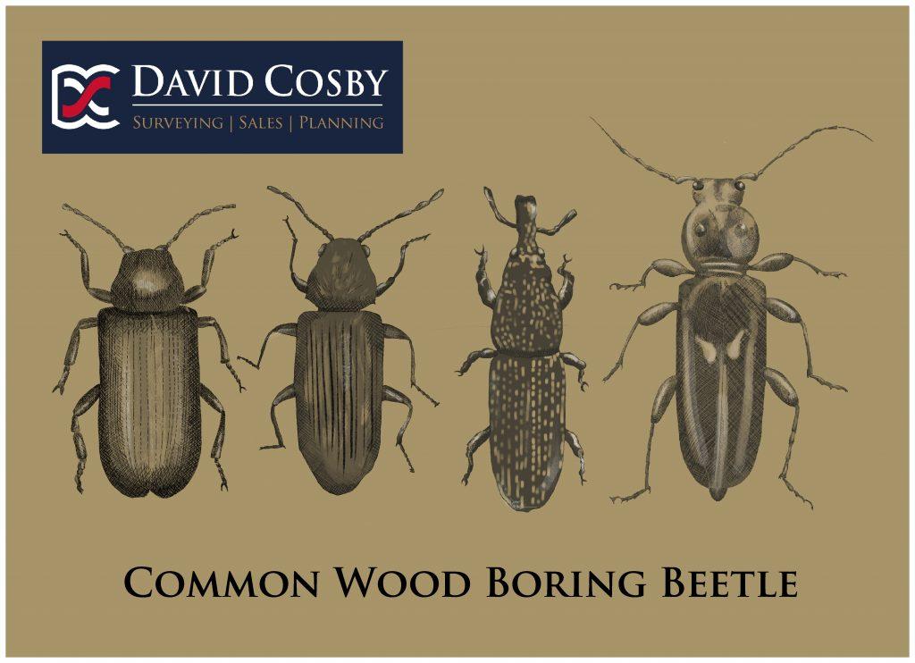 Wood Boring Beetle