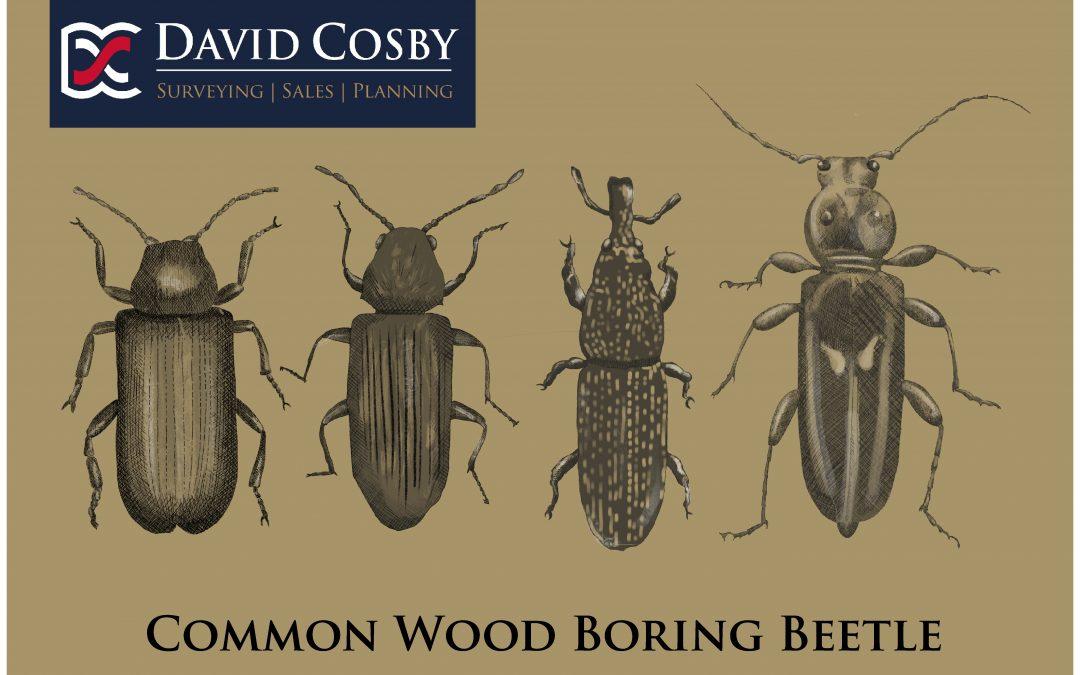 Wood Boring Beetles
