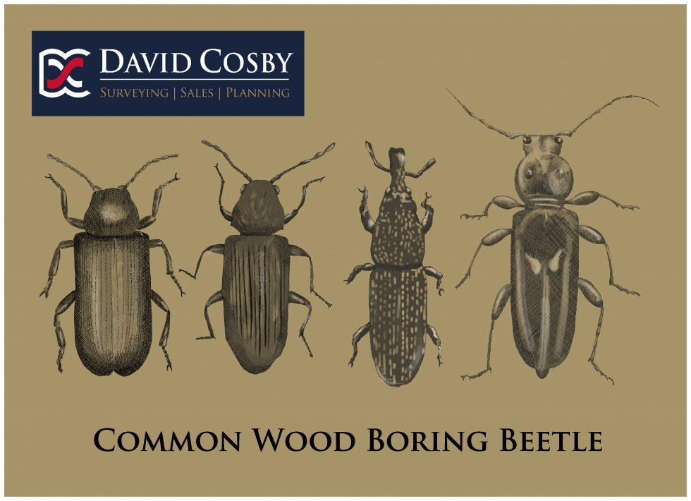 Wood Boring Beetles David Cosby Surveyors & Estate Agents