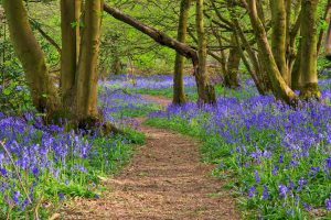 Badby Woods
