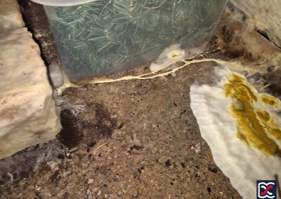 Rhizomorph strand of dry rot fungus extending between timber pallets
