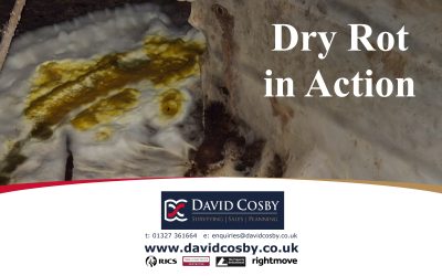 Dry Rot in Action